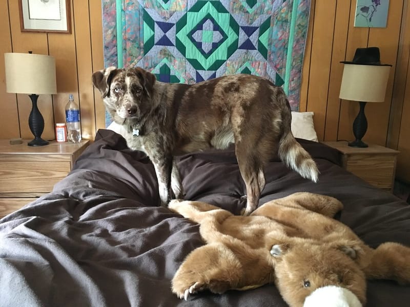 'WTF Dog Bed?'