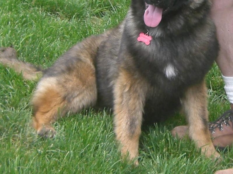 Meet Tonka - Available for Adoption! plus HSUS VIDEO