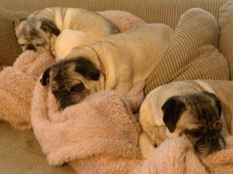 My Three Pugs
