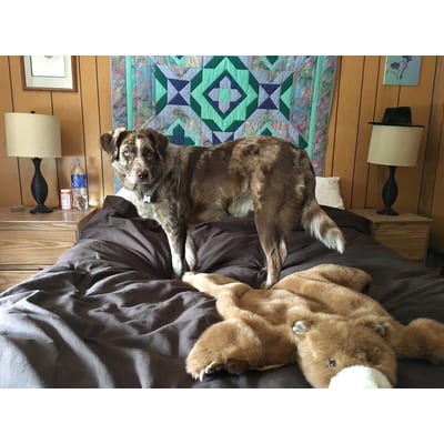 Bedsure Orthopedic Dog Bed (Large)