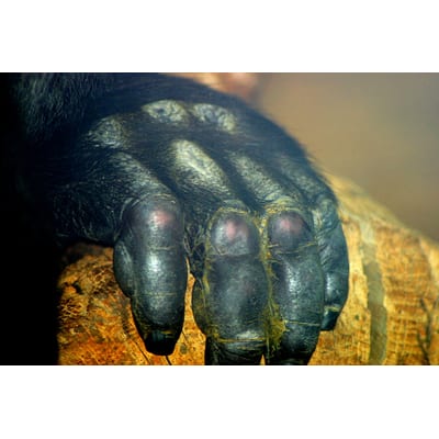 Gorilla Grip Silicone Pet Feeding Mat